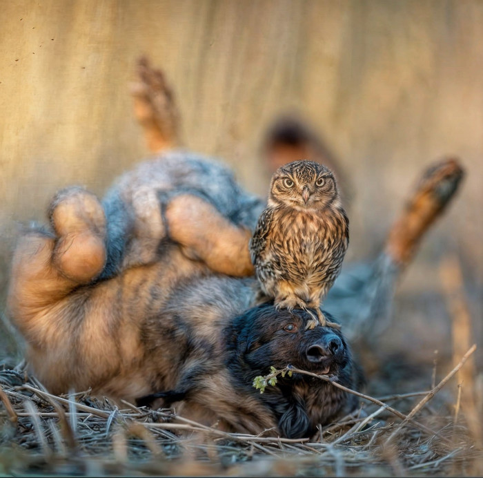 Quand un chien rencontre une chouette...