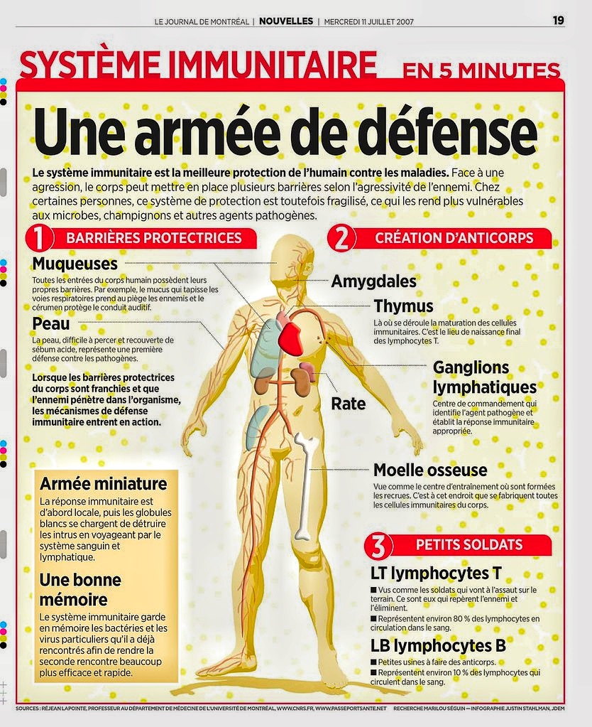 Le système immunitaire, un puissant gardien