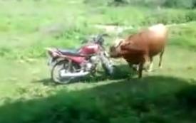 La taureau et la moto rouge