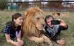 Si vous avez un faible pour les lions...