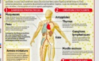 Le système immunitaire, un puissant gardien