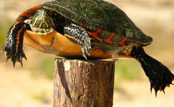 La tortue piquet