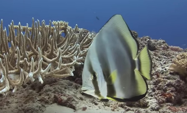 Un magnifique documentaire sous-marin : le jardin de Dakuwaka