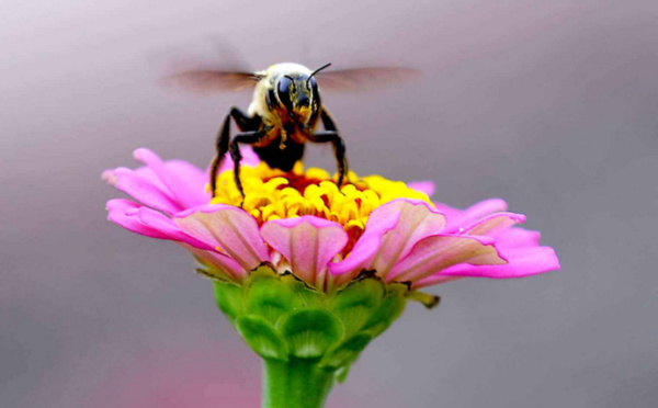 Disparition des insectes : une catastrophe silencieuse