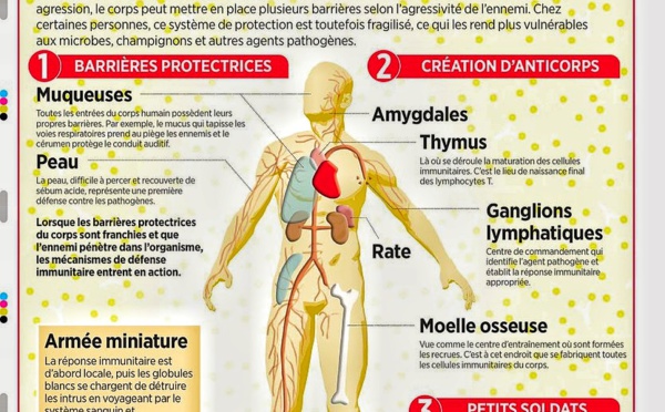 Le système immunitaire, un puissant gardien