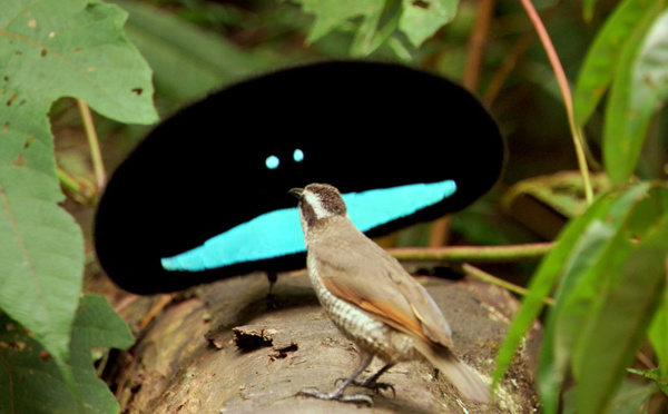 Les oiseaux du paradis