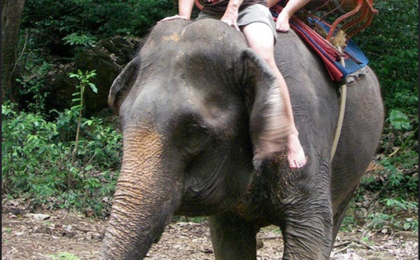 Ce qu'on a fait aux éléphants sur lesquels les touristes se promènent, ravis...